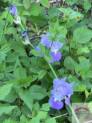 Rif 1405(Copy22).jpg.jpg