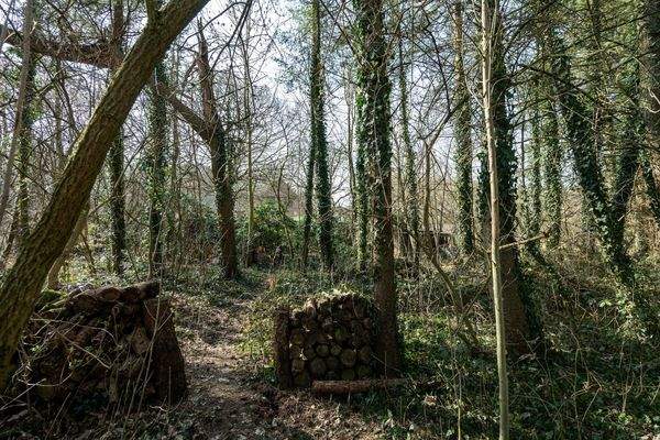 Wald auf eigenem Grundstück