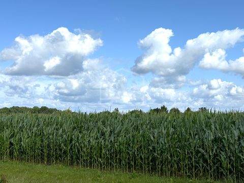 Rhede Bauernhöfe, Landwirtschaft, Rhede Forstwirtschaft