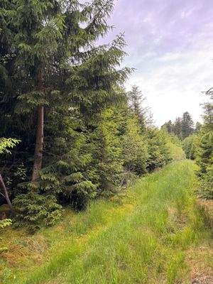 Wald