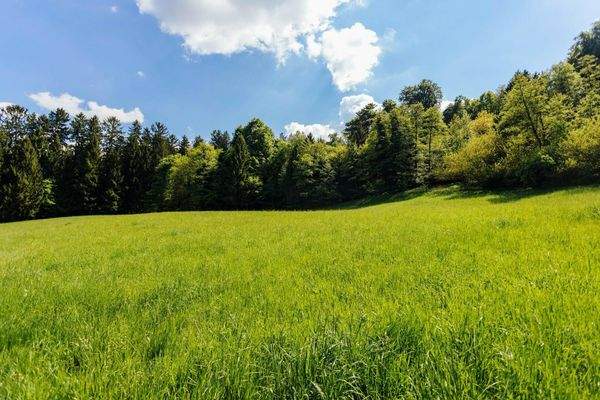 Wiesen und ca. 5 ha Wald