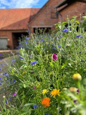 Blumen vor Backsteinhaus