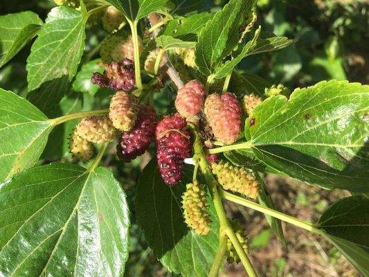 Maulbeeren 