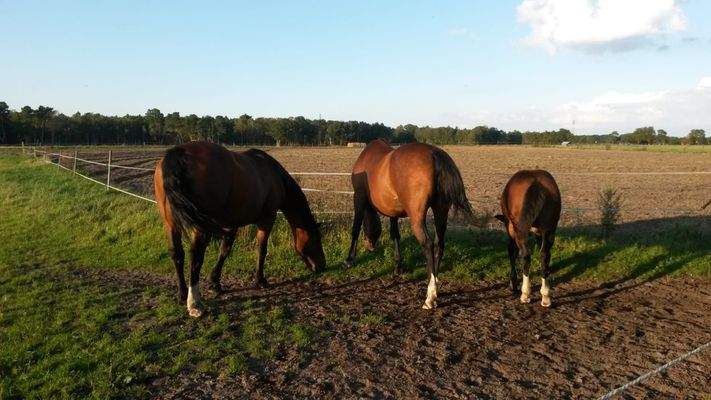 Blick auf die landwirtschaftliche Fläche
