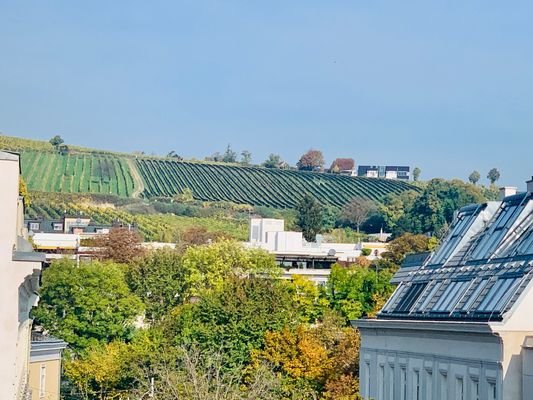 Aussicht Weinberge