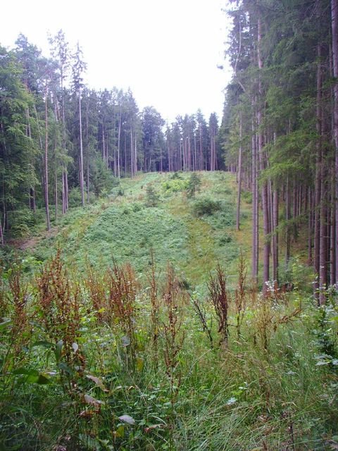 Pfeffenhausen-Baldershausen Bauernhöfe, Landwirtschaft, Pfeffenhausen-Baldershausen Forstwirtschaft