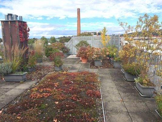 Dachterrasse Westausrichtung