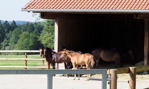 Hausham Bauernhöfe, Landwirtschaft, Hausham Forstwirtschaft