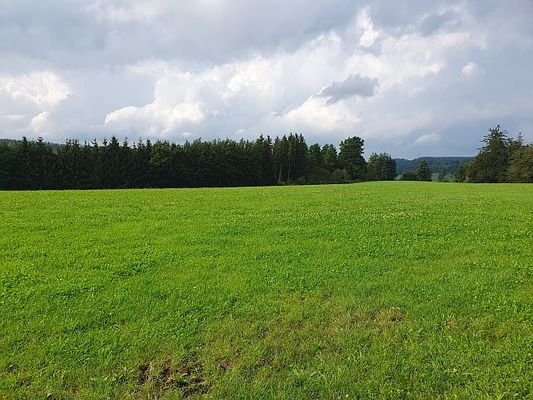 Grünlandflächen und Waldboden 