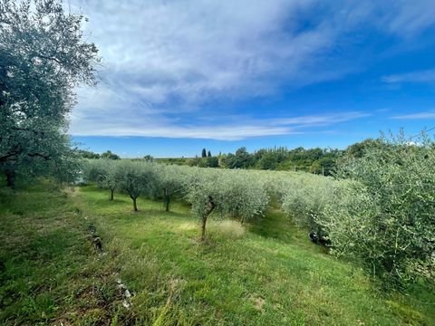 Bardolino (VR) Bauernhöfe, Landwirtschaft, Bardolino (VR) Forstwirtschaft