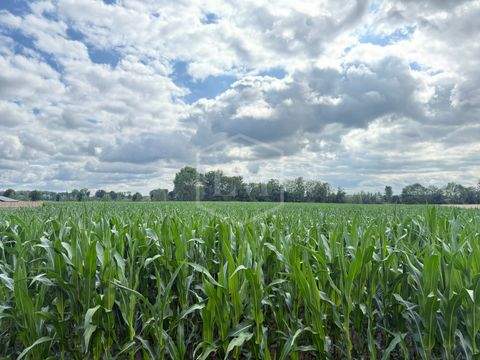 Rhede Bauernhöfe, Landwirtschaft, Rhede Forstwirtschaft