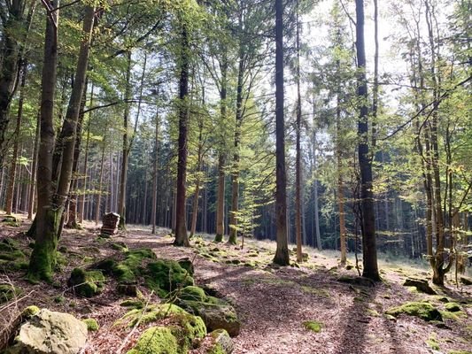 Lichtung-Weg-Wald