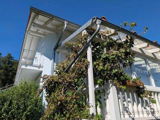 Weinrebe mit reifen Trauben