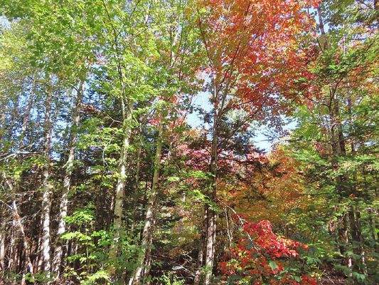 Nova Scotia - West Side Country Harbour - 52-Hekta