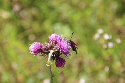 Fågelmara Grundstücke, Fågelmara Grundstück kaufen