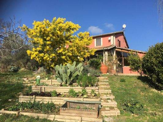 Terrassenbeet mit blühendender Mimose