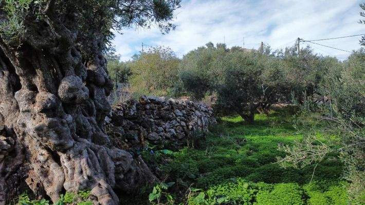 Kreta, Kokkino Chorio: Eckgrundstück in der Nähe des Dorfes und der Einkaufsmöglichkeiten zu verkaufen