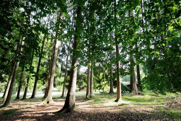 Waldimpressionen auf eigenem Grundstück