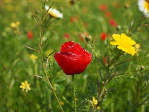 Campos Grundstücke, Campos Grundstück kaufen