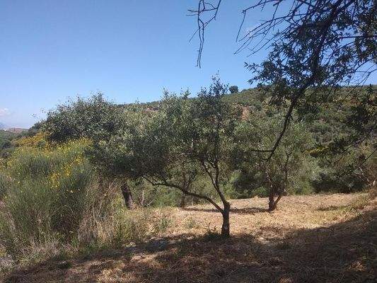 Im Herzen der kretischen Natur – In den Olivenbäumen