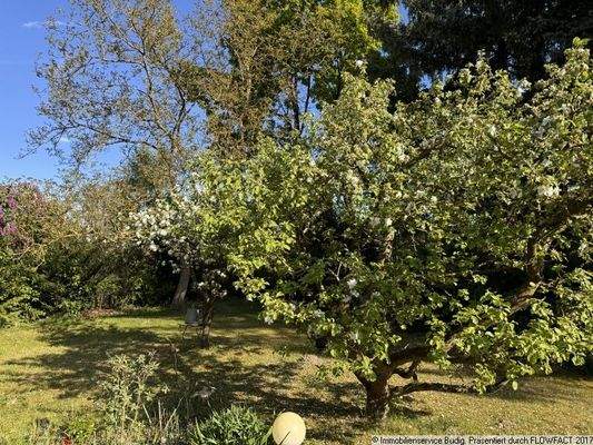 blühende Obstbäume