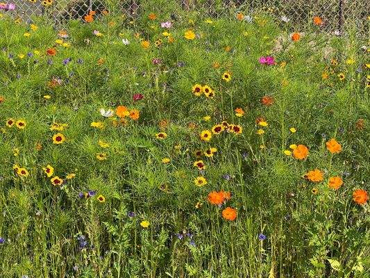 ... und Blumenglück...