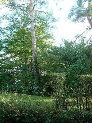 Aussicht ins Grüne.JPG