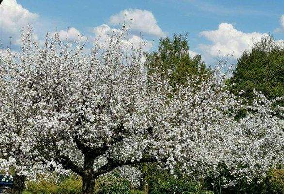 Bild 4 Frühling im Obstgarten