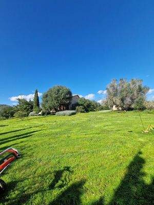 grüne Wiese im Winter