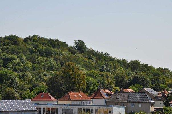 Blick Richtung Auenwald.JPG