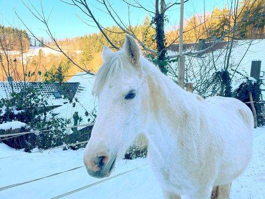 Viel Platz für Tiere