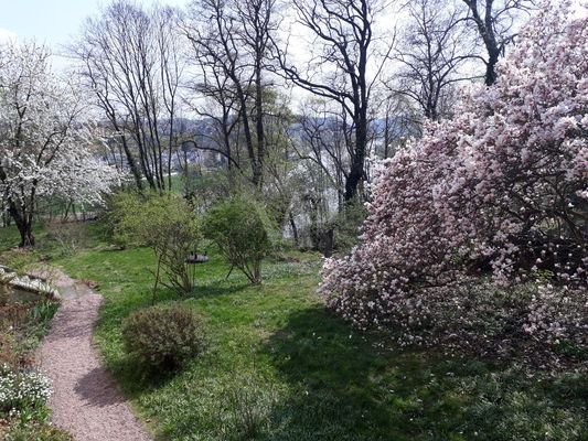 Magnolie im Park
