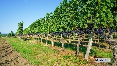 Dromersheim Bauernhöfe, Landwirtschaft, Dromersheim Forstwirtschaft