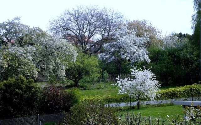 Frühling im Garten