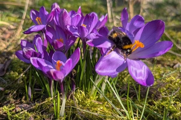 Frühling