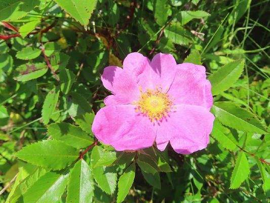 Nova Scotia - English Harbour -  Wunderschönes Atl