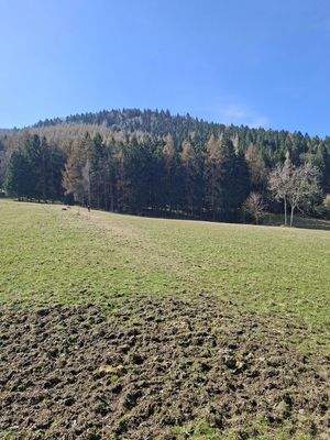 Blick zum Wald und Wiese