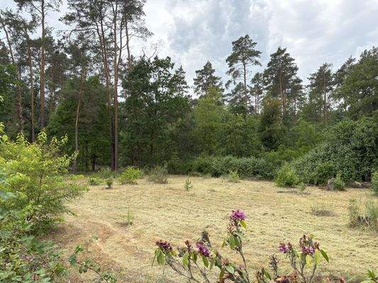 Linke Seite Grundstück.jpg