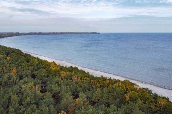 Die Schabe und der Küstenwald