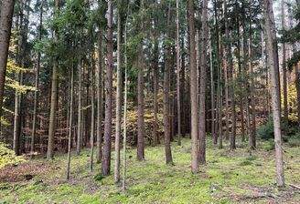  Mischwald bei Brunnen 