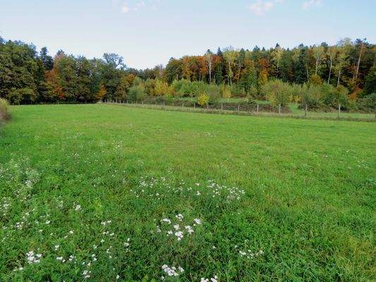  angrenzende Weidefläche 