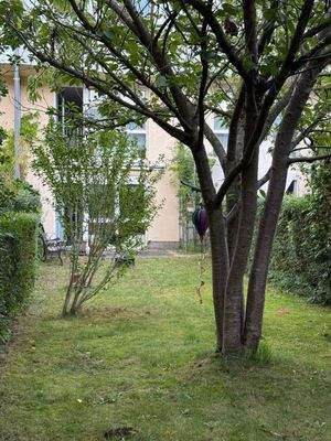 9 Schattenbaum im Süd Garten.jpg