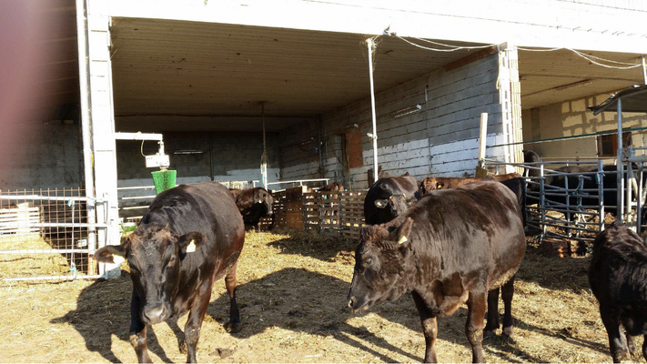 Kirchbach Wagyu-Rinder Ställe