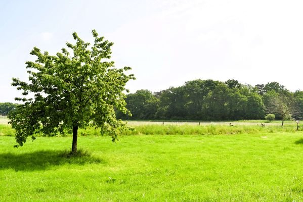 Und immer ein Blick ins Grüne 