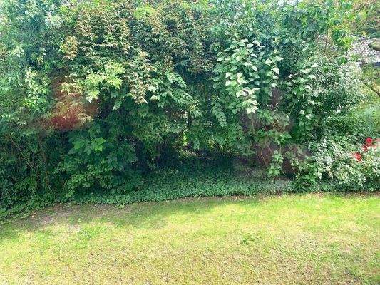 Heckenbepflanzung zum Nachbarn.jpeg