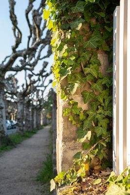 Mauerwerk Detail der Einfriedung