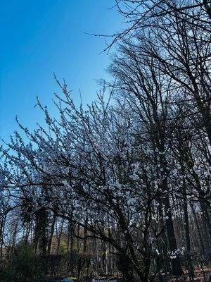 .. mit Blick in den Wald 