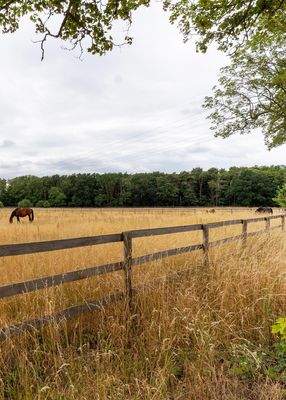 In der Nähe von Pferden