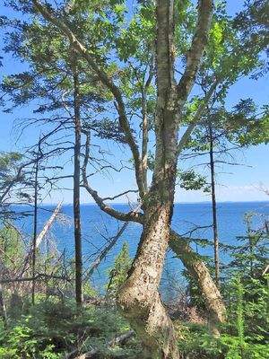 Cape Breton - Roberta - Einzigartiges 79-Hektar-Ar