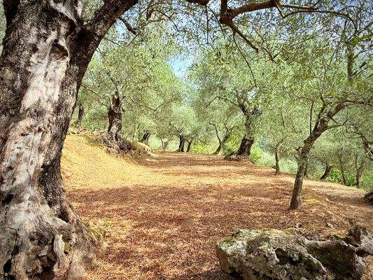 RO984_TERRA ITALIA IMMOBILIEN_REAL ESTATE_LAND_FOR